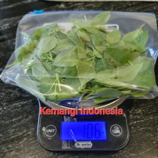 Fresh Kemangi ( termasuk Daun Kemangi dan Berat batangnya ) Tidak di Vacum  - 1 oz (Mohon baca diskripsi)