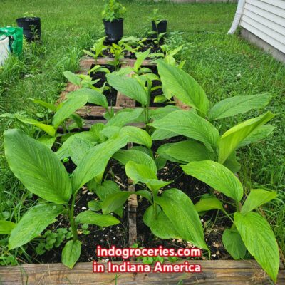 Fresh Turmeric Leaves (Daun Kunyit) - di Vacum- 1 oz - Image 2